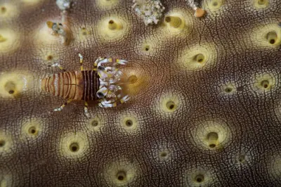 A tiny striped shrimp perches atop a textured, spotted sea cucumber in a close-up underwater shot from Halmahera, Indonesia.
