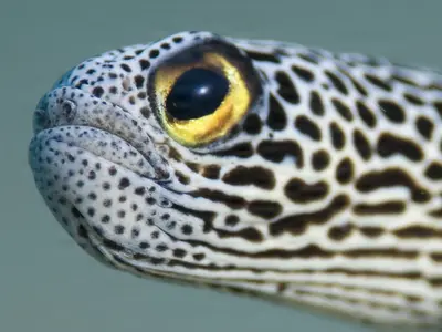 A close-up of a spotted garden eel’s head, showcasing its striking golden eye and intricate black-and-white spotted pattern, captured underwater in Papua New Guinea.