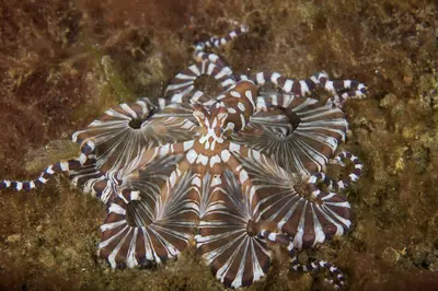 A mesmerizing close-up of a Wunderpus photogenicus, or wonderpus octopus, displaying its intricate brown-and-white striped patterns on a sandy seabed in Indonesia.