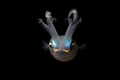 A translucent juvenile squid with iridescent blue and silver skin and large, reflective eyes stares directly at the camera against a pitch-black ocean backdrop.