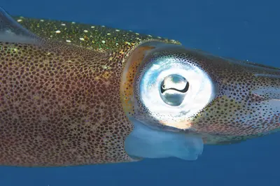 A close-up of a reef squid’s iridescent eye and textured skin, captured underwater in vibrant blue water off Bonaire.