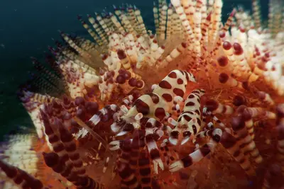 A pair of Coleman’s shrimp (Periclimenes colmani) with striking red-and-white patterns cling to the spiny, translucent arms of a fire urchin (Asthenosoma varium) in the vibrant waters of Lembeh Strait, Indonesia.