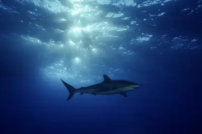 A dusky shark glides through deep blue waters beneath a radiant sunburst piercing the ocean surface.