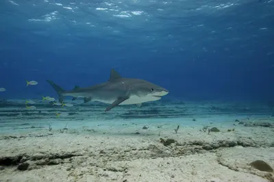 A tiger shark glides gracefully over a sandy ocean floor in clear blue water, surrounded by small fish at Tiger Beach, Bahamas.