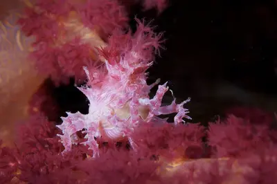 A delicate pink and white sea slug, likely a *Phyllodesmium* species, rests atop vibrant red soft coral in a sunlit underwater scene off Halmahera, Indonesia.