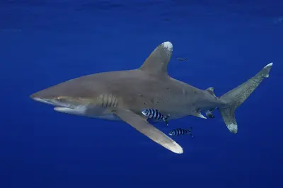 A female oceanic white-tip shark glides through deep blue waters, accompanied by pilot fish, at Columbus Point, Cat Island, Bahamas.