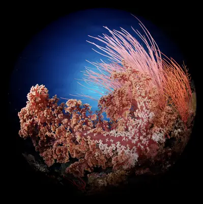 A vibrant underwater seascape of coral formations in Marovo Lagoon, Solomon Islands, captured with a circular fisheye lens, showcasing pink and orange soft corals against deep blue water.