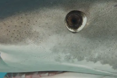 A striking close-up of a tiger shark’s eye and textured skin, captured underwater in the Bahamas, revealing intricate details of its dermal denticles and intense gaze.